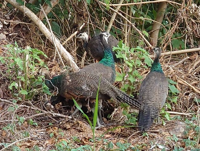 顔が白いですね!かわいいクジャクさん