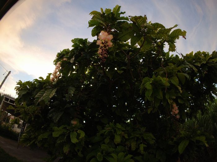 あれ、サガリバナ。