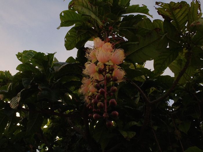 まだ開花しているサガリバナ
