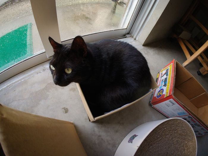 クロタマさん、ダンボールからはみ出ていますよ！