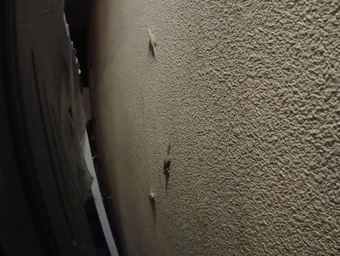 ヤモリ、三匹