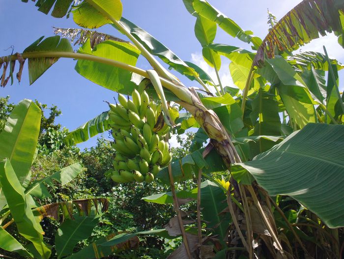 庭のバナナ、いよいよ収穫です
