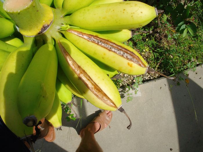 でも裂けはじめていますね。。。