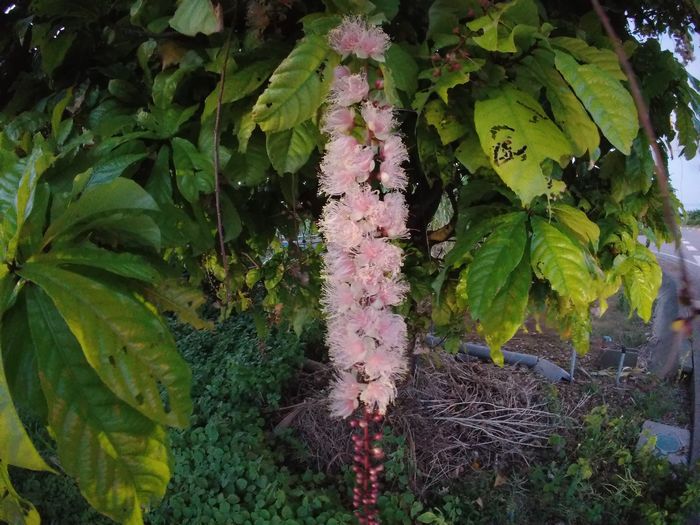 まだまだサガリバナの開花