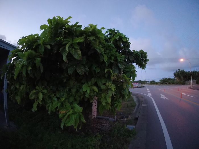 ちょっとうす暗い夕暮れ時の道路沿いには