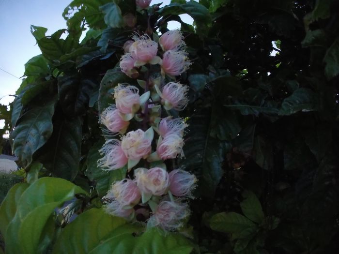 わっしゃわっしゃサガリバナです