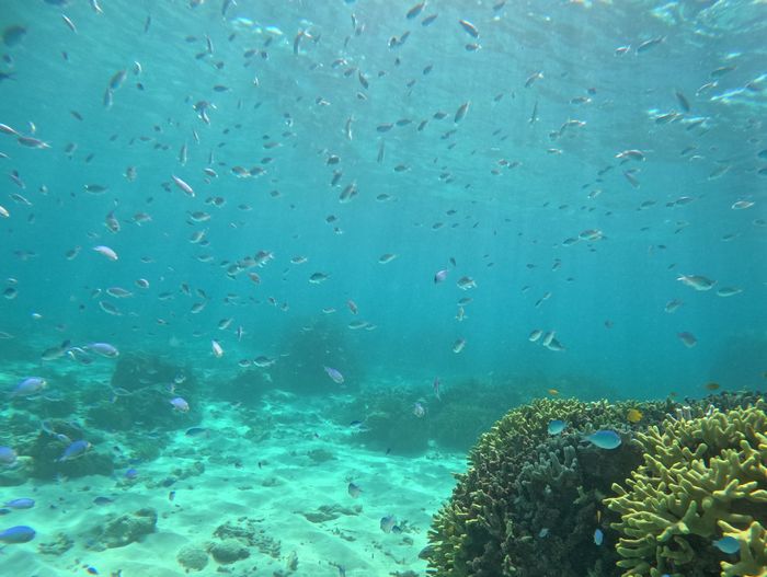 デバスズメダイに囲まれる