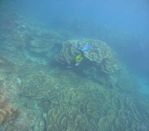 リュウキュウキッカサンゴをスキンダイビング♪