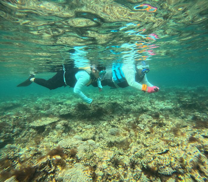クマノミさんを眺める