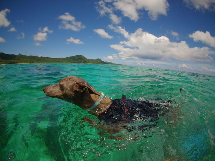 エントリーとともに走り始める