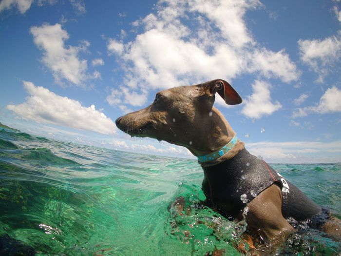 ペットのワンちゃん!ソラ