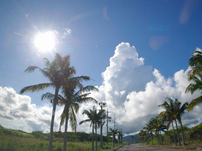 ヤシの木と夏雲