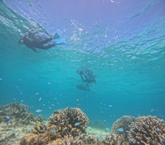 サンゴとお魚さん、楽しみました