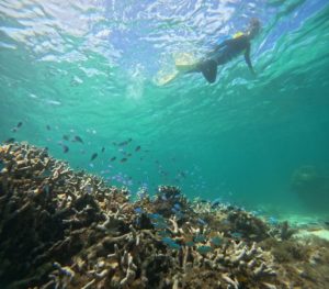 浅瀬のサンゴ、お魚わしゃわしゃコースをシュノーケリング！