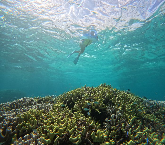 サンゴを満喫です
