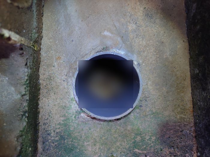 ひぃぃぃいぼカエルさん、