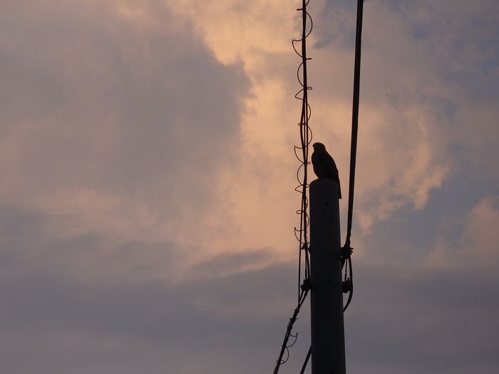 電信柱のてっぺんには