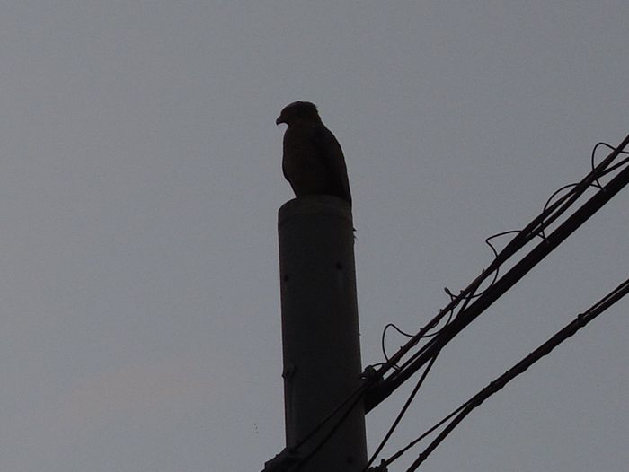 カンムリワシのシルエット