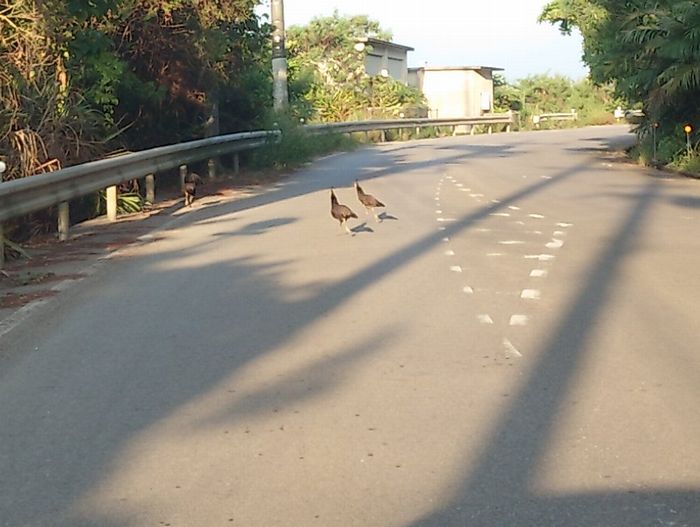 おっ！クジャクさん