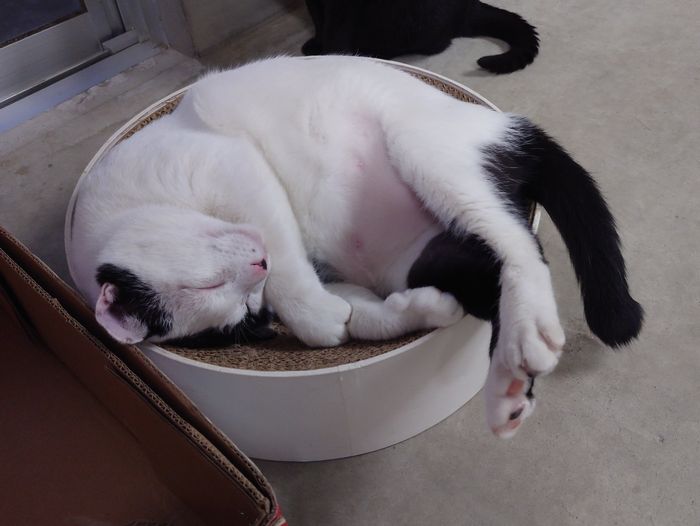 大人気のがりがりサークル ネコ