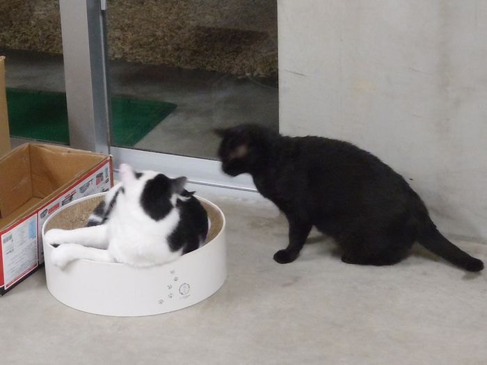 あ~小競り合いが始まって