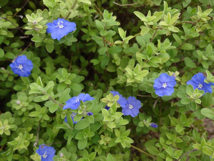 冬でも開花のアメリカンブルー