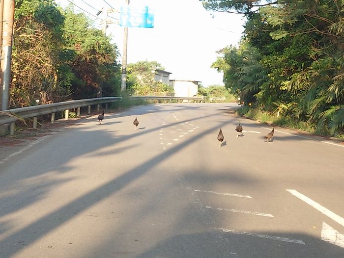 クジャクの大群