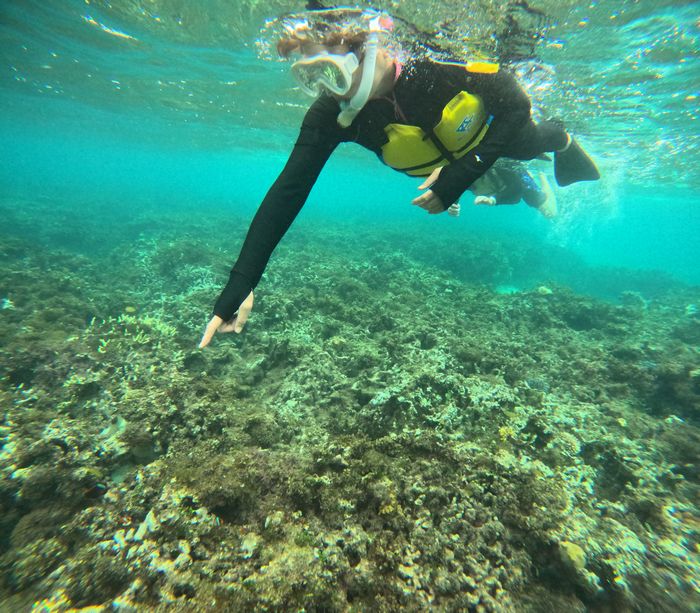 クマノミを眺める