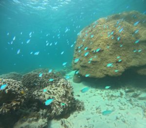 初心者さんからベテランさんまで石垣島の海を満喫シュノーケリング！