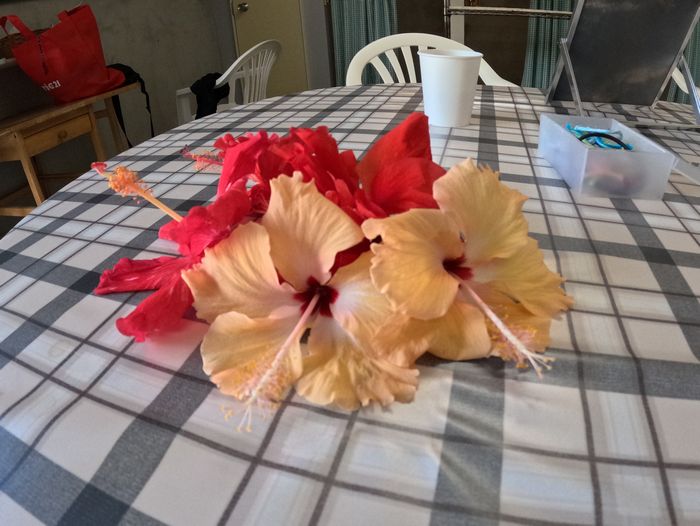 駐車場のハイビスカス