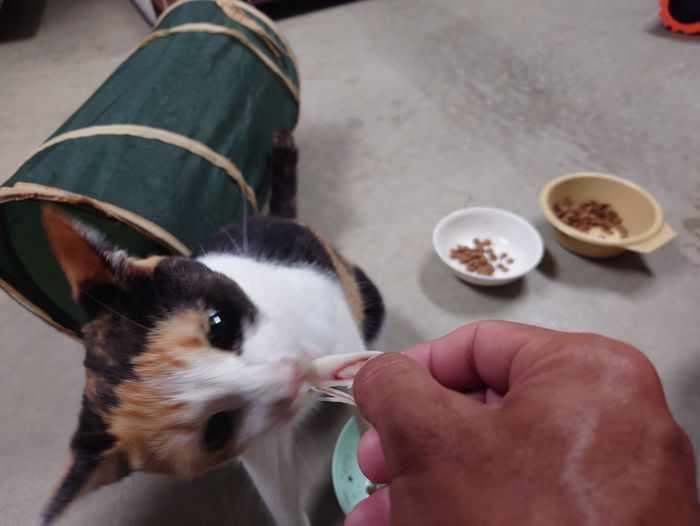 むしゃぶりつく ネコ