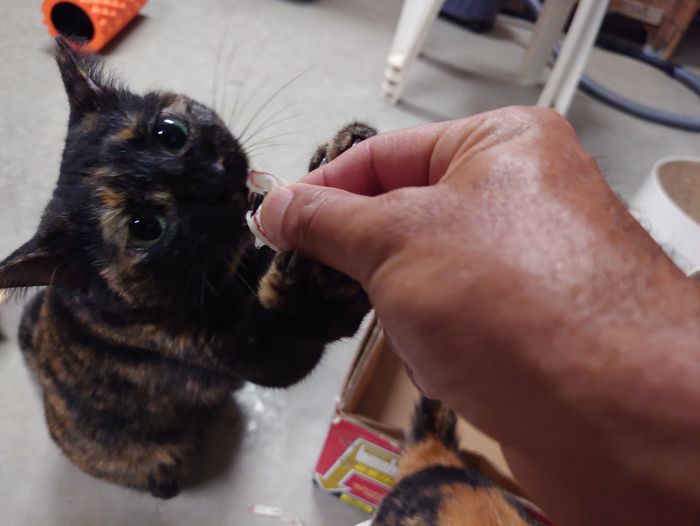 サビ、おやつの時間