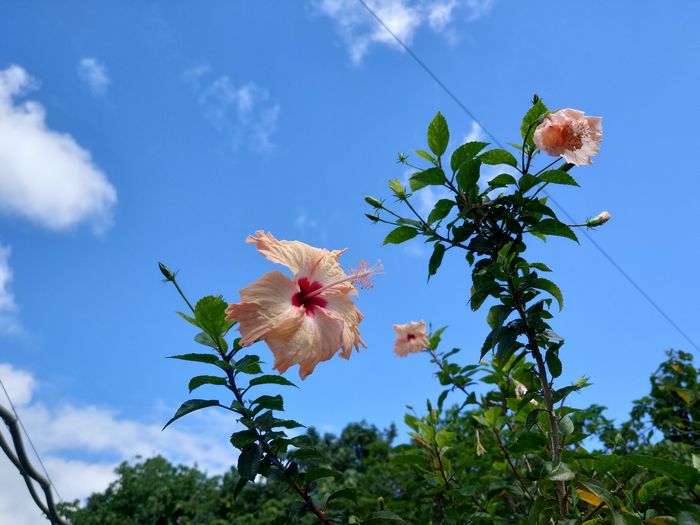 秋空にハイビスカス