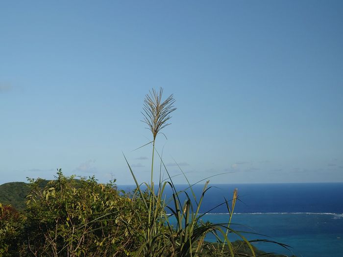 青空にススキ