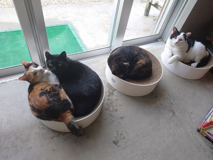 がりがりサークルでお昼寝 ネコ