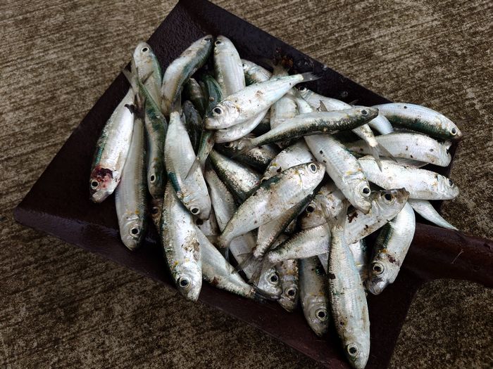 ミジュンをいっぱい頂きました！