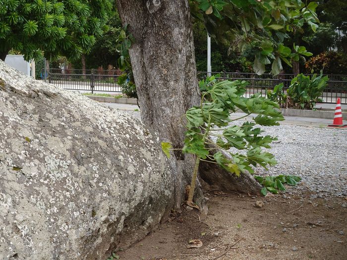 揺れるパパイア