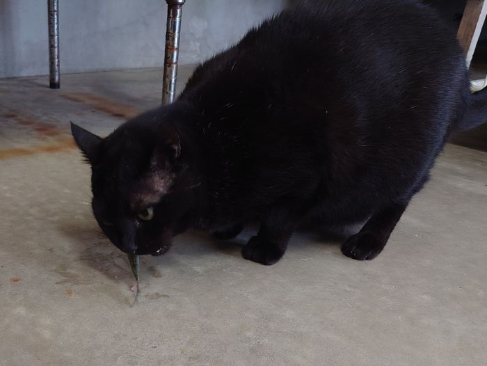 一心不乱にミジュンを食べる　ネコ