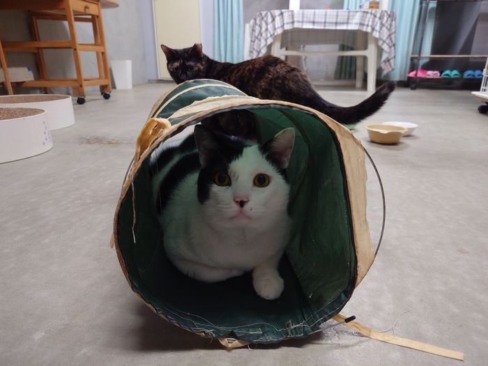 タマヘイとトンネル