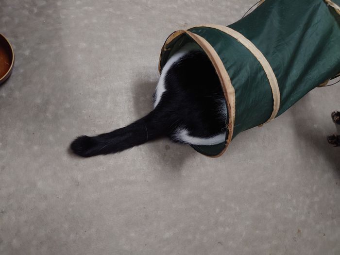 ネコ用のトンネル