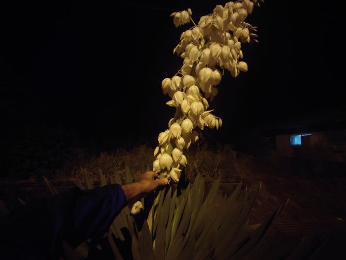 傾いているリュウゼツラン