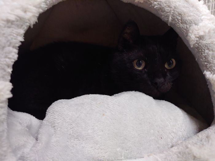 かまくらに入るクロタマ　ネコ