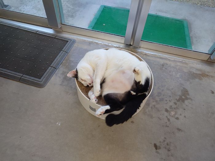 寝息が聞こえる。ネコ