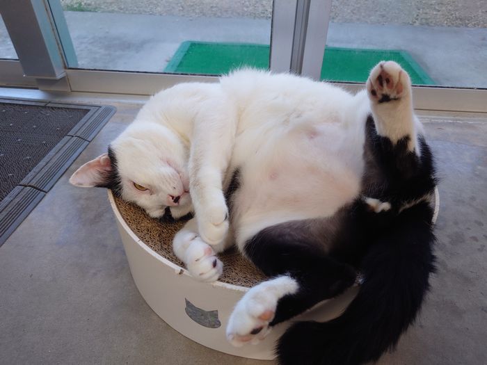 お腹見せて寝るネコ