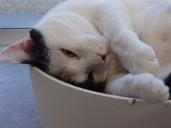 目が明いている！ネコ