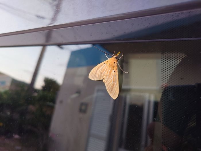 車の窓に蛾