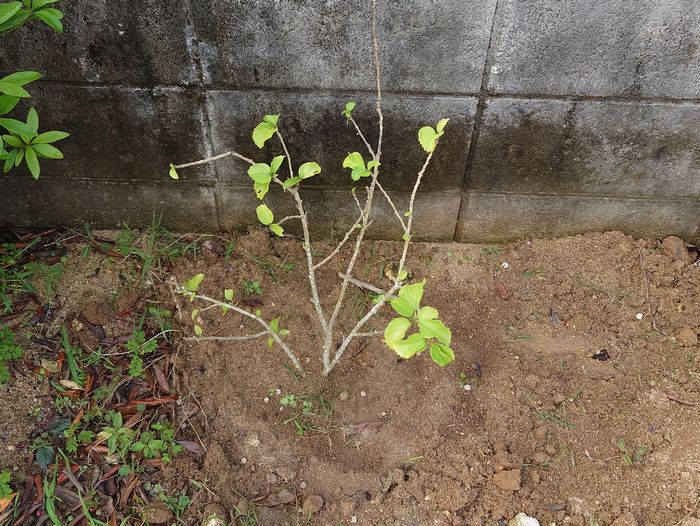 ハイビスカスの移植