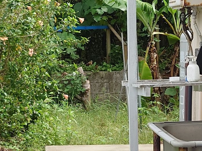 あのやぶの中にはカンムリワシ？