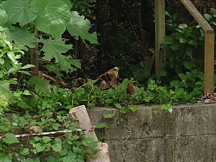 と思ったら枯れ葉だった。