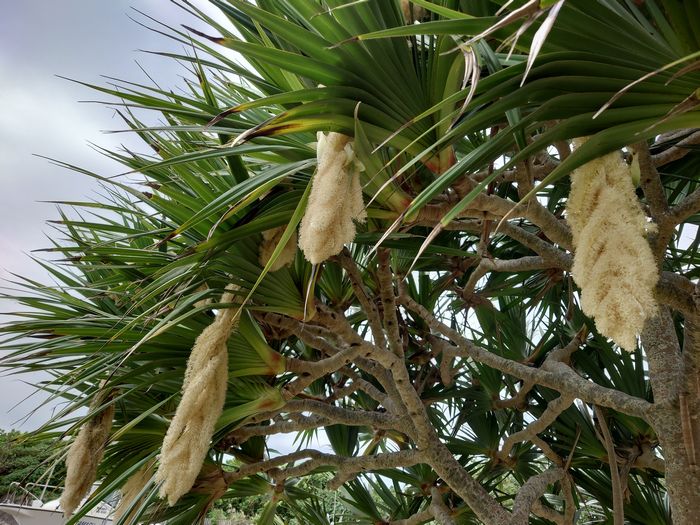 オスの花が開花　タコノキ